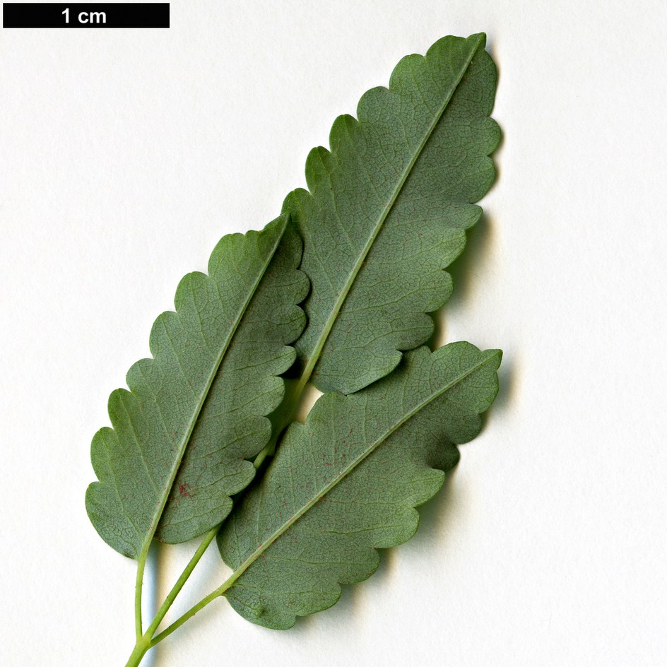 High resolution image: Family: Rosaceae - Genus: Marcetella - Taxon: moquiniana